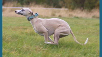 Whippet 2