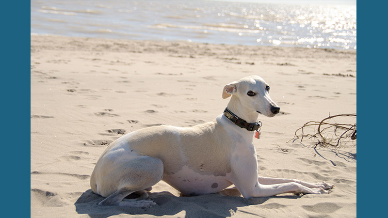 Whippet 3