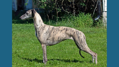 Whippet 4