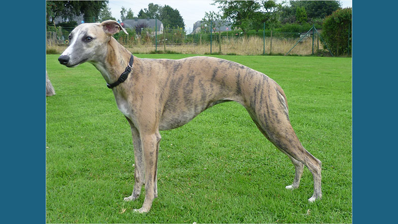 Whippet 6