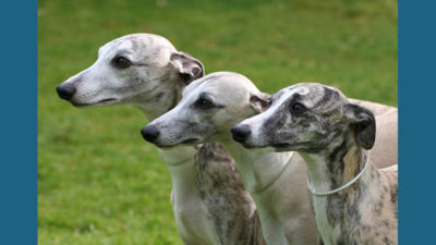 Whippet 7