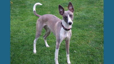 Whippet 8