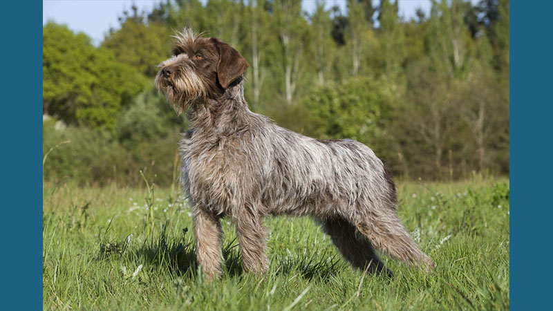 Wirehaired Pointing Griffon 1