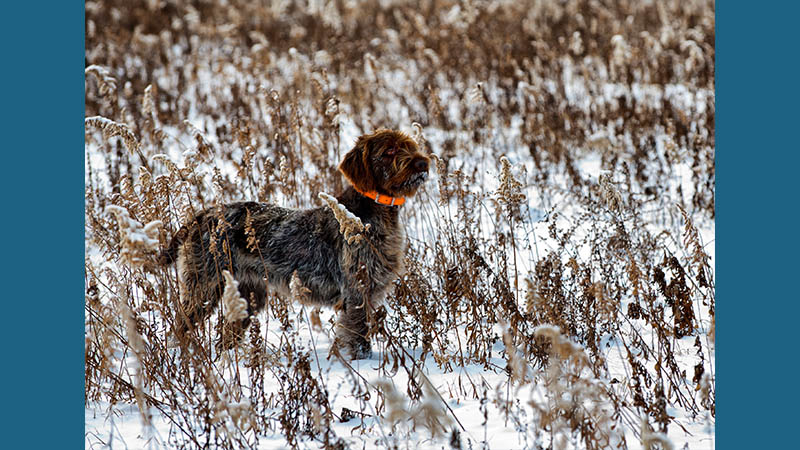 Wirehaired Pointing Griffon 10