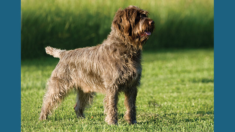 Wirehaired Pointing Griffon 11