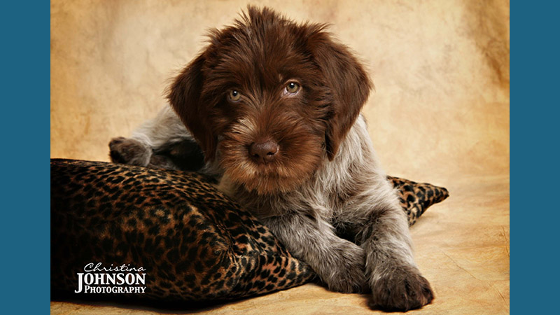 Wirehaired Pointing Griffon 12