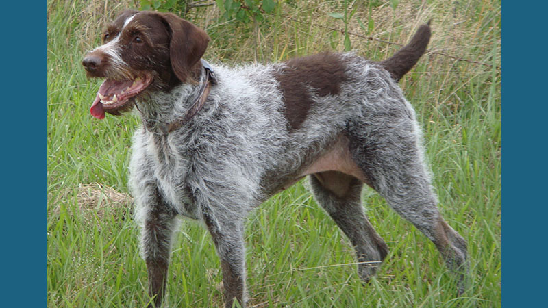 Wirehaired Pointing Griffon 13