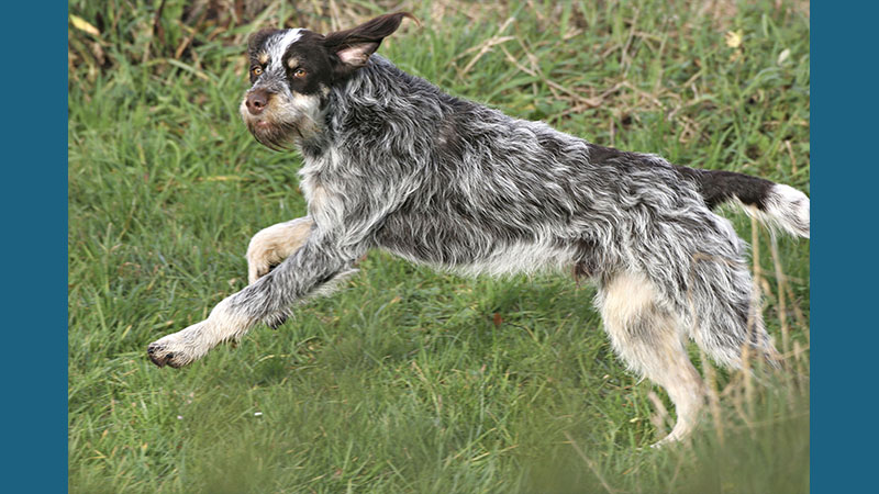 Wirehaired Pointing Griffon 15