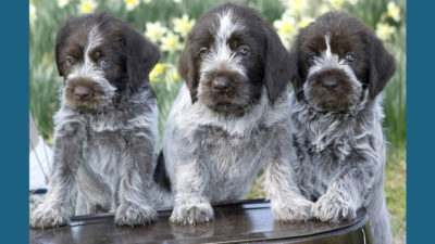 Wirehaired Pointing Griffon 2