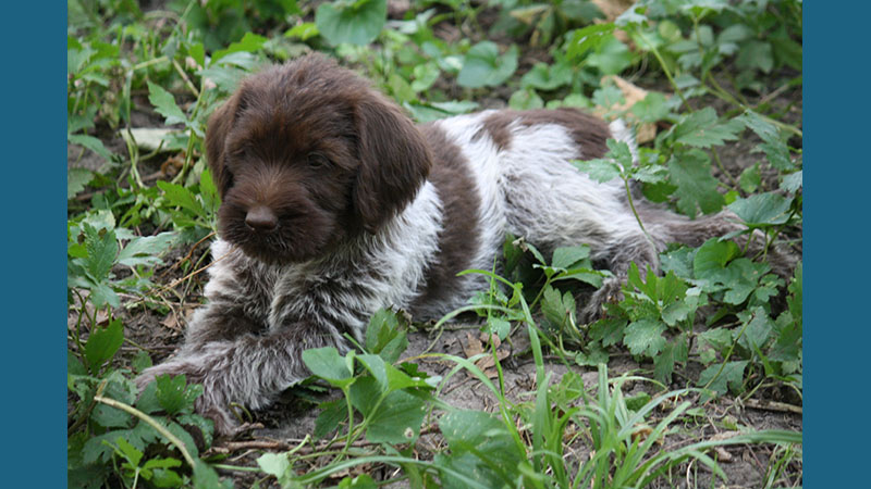 Wirehaired Pointing Griffon 3