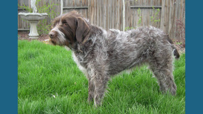 Wirehaired Pointing Griffon 4