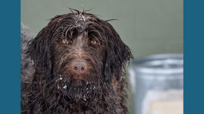 Wirehaired Pointing Griffon 5