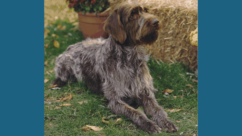 Wirehaired Pointing Griffon 6