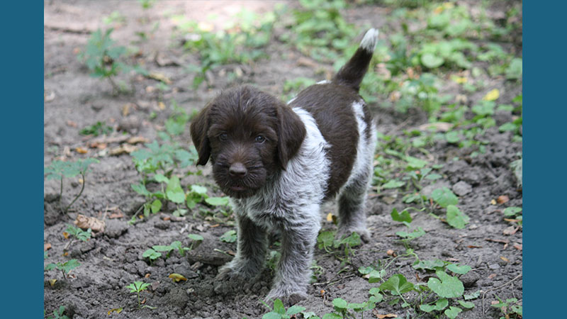 Wirehaired Pointing Griffon 7