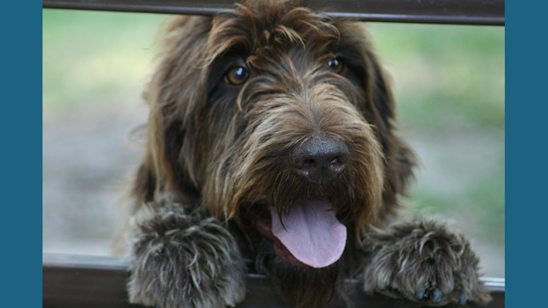 Wirehaired Pointing Griffon 8