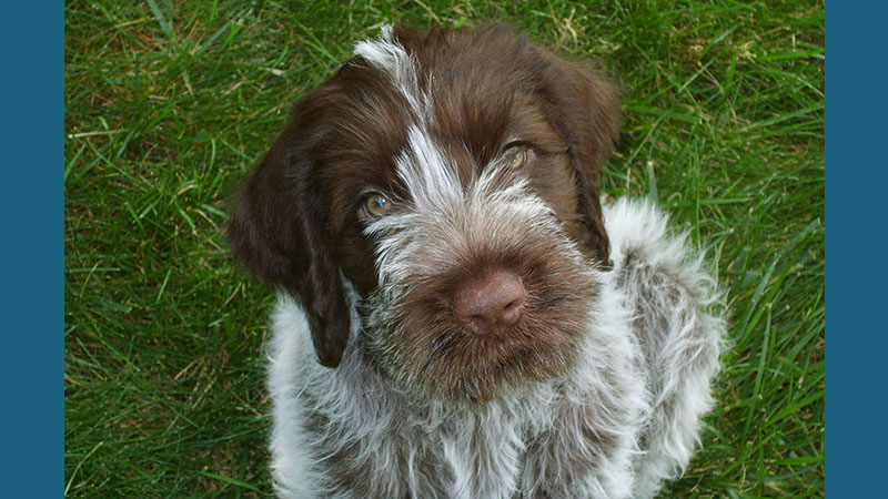 Wirehaired Pointing Griffon 9