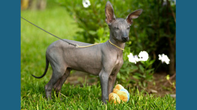 Xoloitzcuintli 1