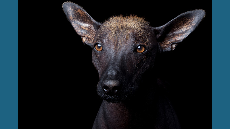 Xoloitzcuintli 2