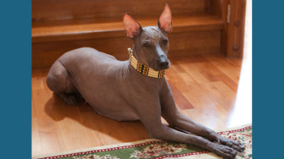 Xoloitzcuintli 3