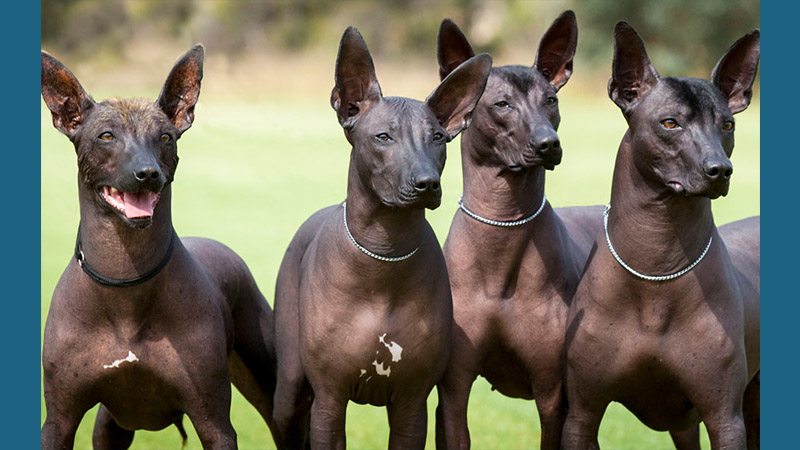 Xoloitzcuintli 4