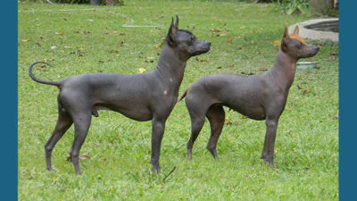 Xoloitzcuintli 5