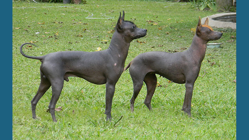 Xoloitzcuintli 5