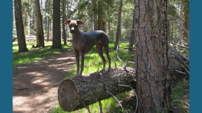 Xoloitzcuintli 6