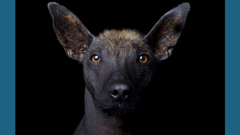 Xoloitzcuintli 7