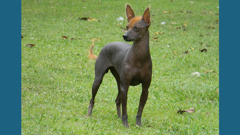 Xoloitzcuintli 8