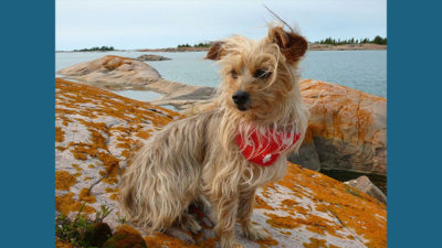 Yorkipoo 1