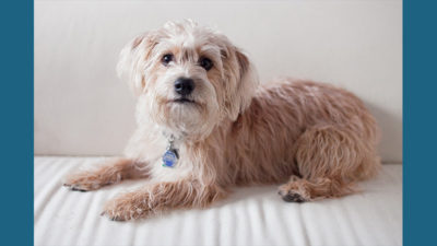 Yorkipoo 2