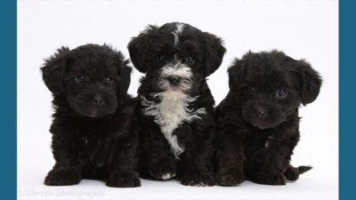 Yorkipoo 5