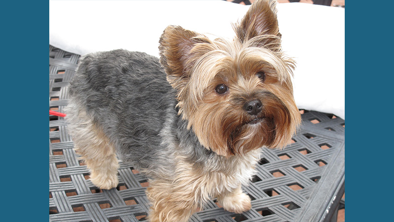 Yorkipoo 6