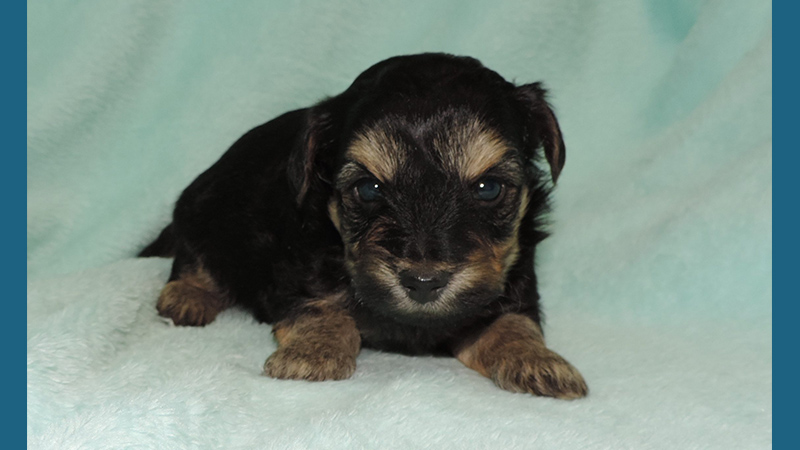 Yorkipoo 7