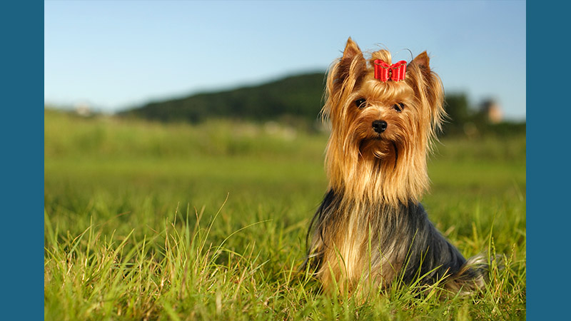 Yorkshire Terrier 1