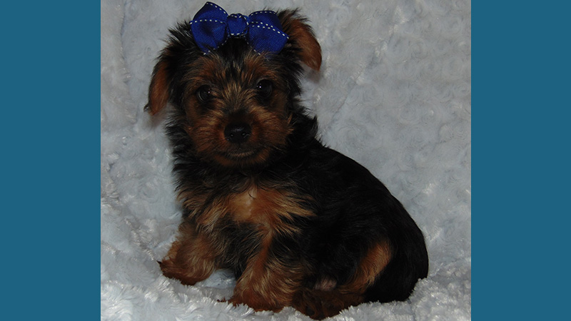 Yorkshire Terrier 10