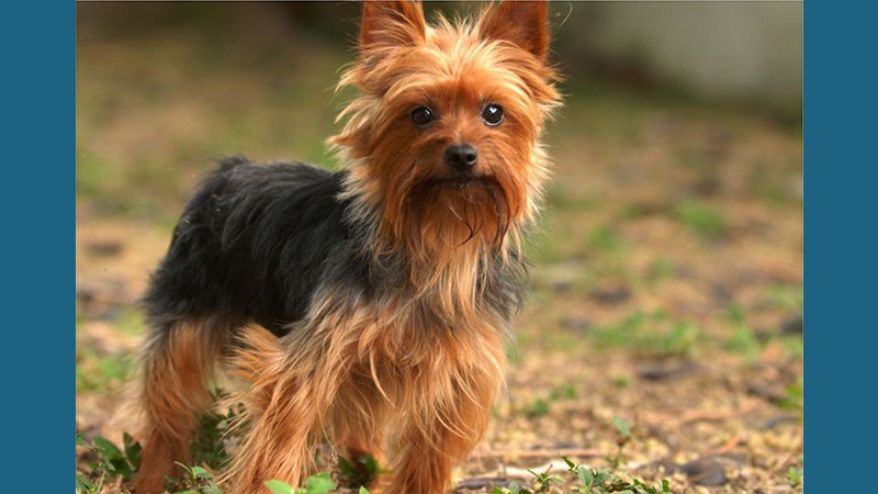 Yorkshire Terrier 11