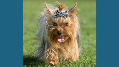 Yorkshire Terrier 12