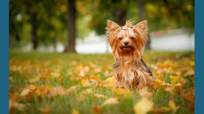 Yorkshire Terrier 13