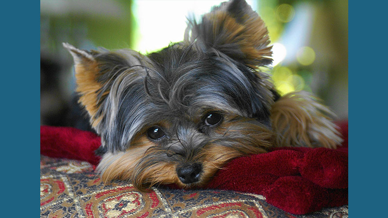 Yorkshire Terrier 14