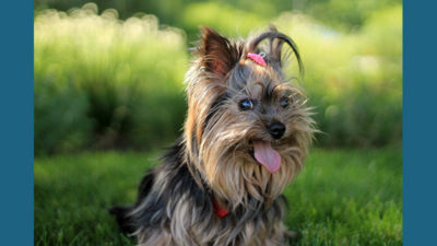 Yorkshire Terrier 2