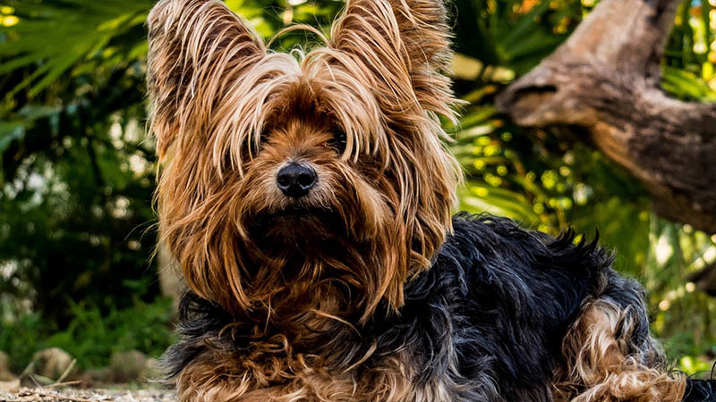 Yorkshire Terrier 4