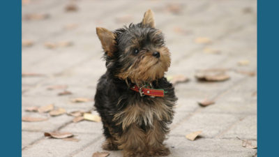 Yorkshire Terrier 5