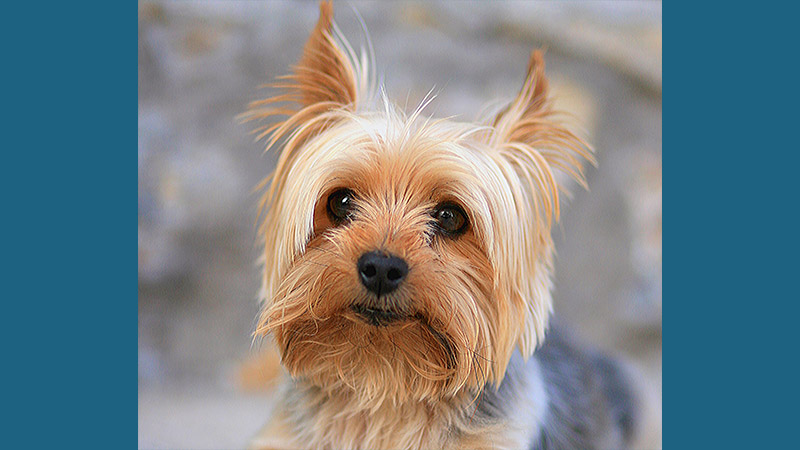 Yorkshire Terrier 6