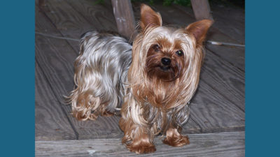 Yorkshire Terrier 7