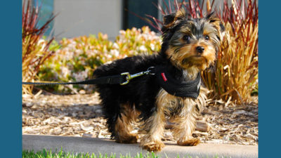 Yorkshire Terrier 8