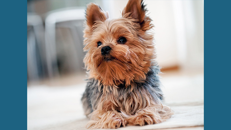 Yorkshire Terrier 9