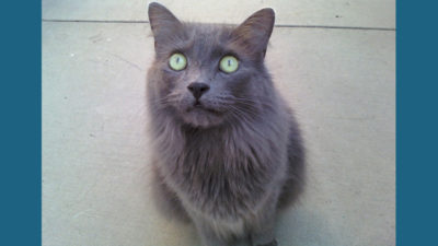 Nebelung 2