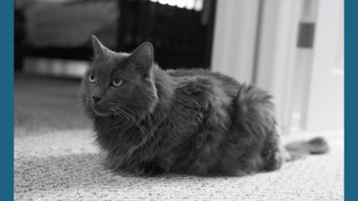 Nebelung 4