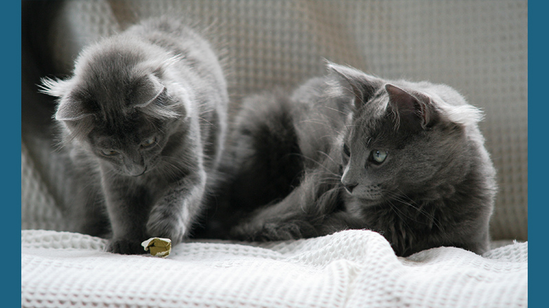 Nebelung 5